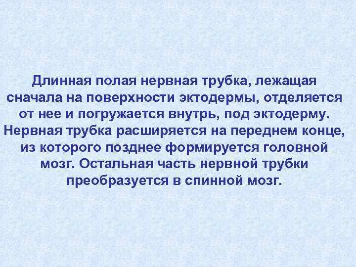   Длинная полая нервная трубка, лежащая сначала на поверхности эктодермы, отделяется  от