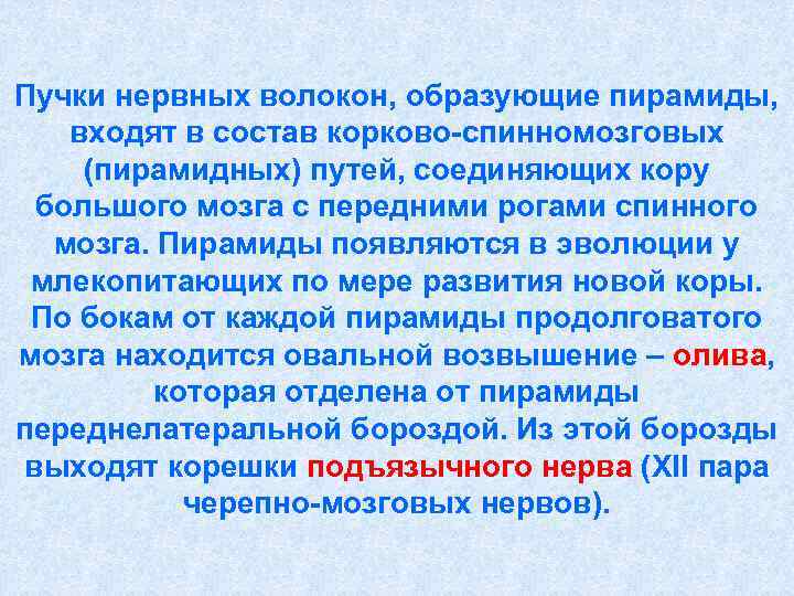 Пучки нервных волокон, образующие пирамиды, входят в состав корково-спинномозговых (пирамидных) путей, соединяющих кору большого