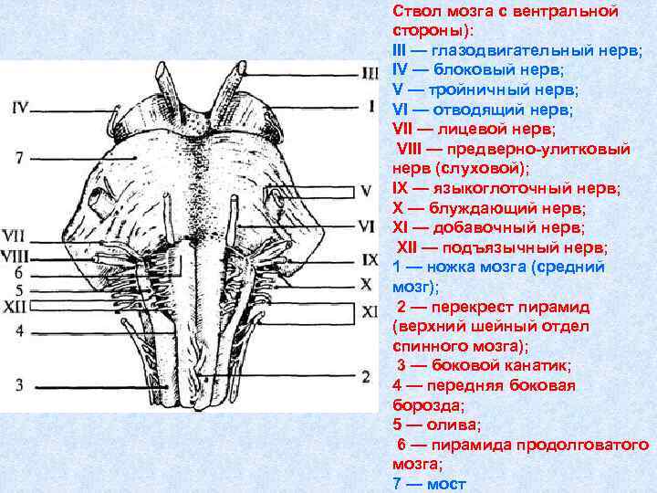 Нервные продолговатого мозга. Блоковидный нерв продолговатый мозг. Ствол мозга вентральная поверхность. Борозда глазодвигательного нерва средний мозг. Блоковый нерв среднего мозга.