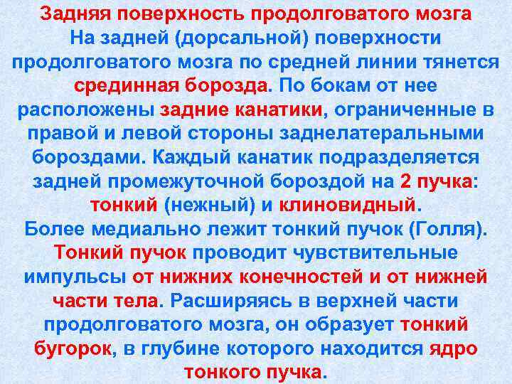   Задняя поверхность продолговатого мозга На задней (дорсальной) поверхности продолговатого мозга по средней