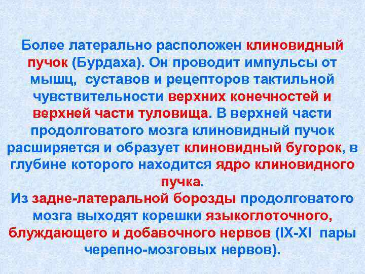  Более латерально расположен клиновидный  пучок (Бурдаха). Он проводит импульсы от  мышц,