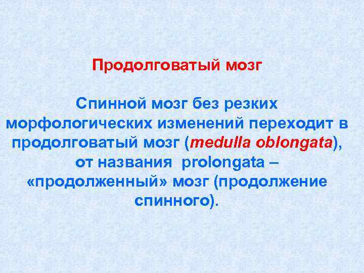    Продолговатый мозг   Спинной мозг без резких морфологических изменений переходит