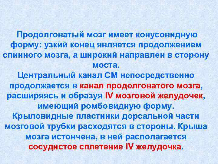   Продолговатый мозг имеет конусовидную  форму: узкий конец является продолжением спинного мозга,