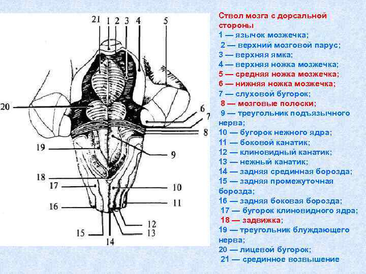 Картинки фигуры из дорсальной