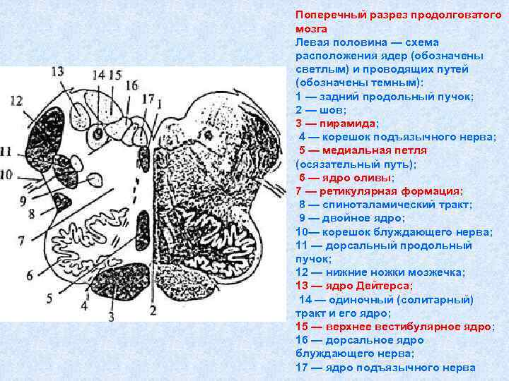 Поперечный разрез продолговатого мозга Левая половина — схема расположения ядер (обозначены светлым) и проводящих