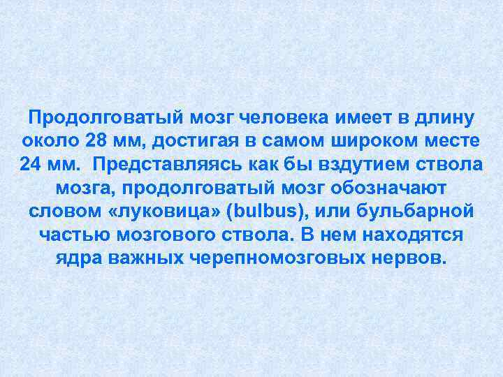  Продолговатый мозг человека имеет в длину около 28 мм, достигая в самом широком