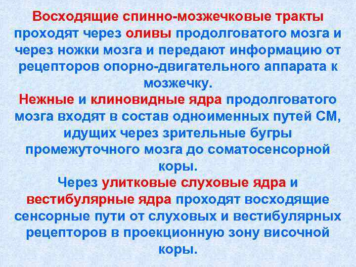   Восходящие спинно-мозжечковые тракты проходят через оливы продолговатого мозга и через ножки мозга