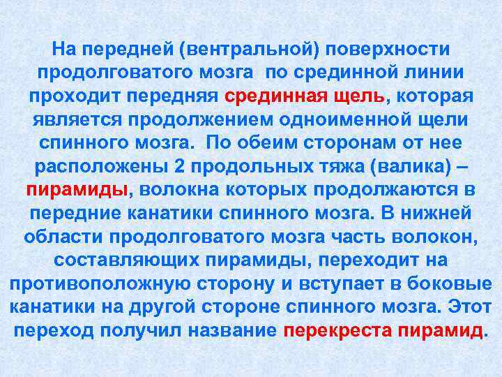  На передней (вентральной) поверхности  продолговатого мозга по срединной линии  проходит передняя