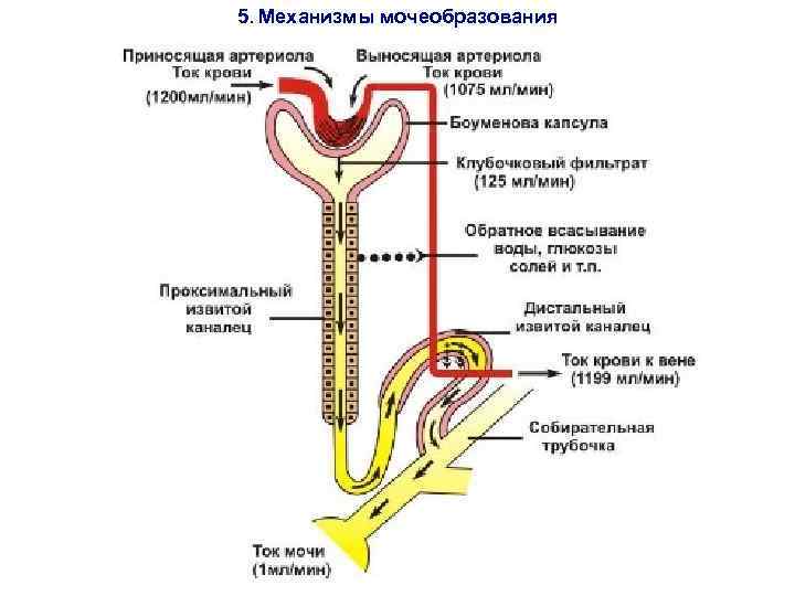 Современное представление о гене схема