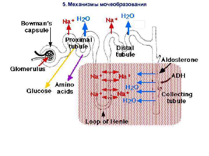 5. Механизмы мочеобразования 
