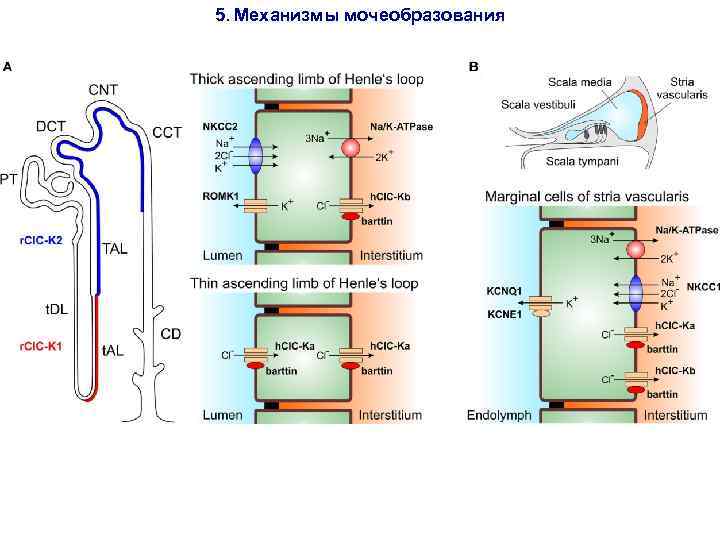 5. Механизмы мочеобразования 