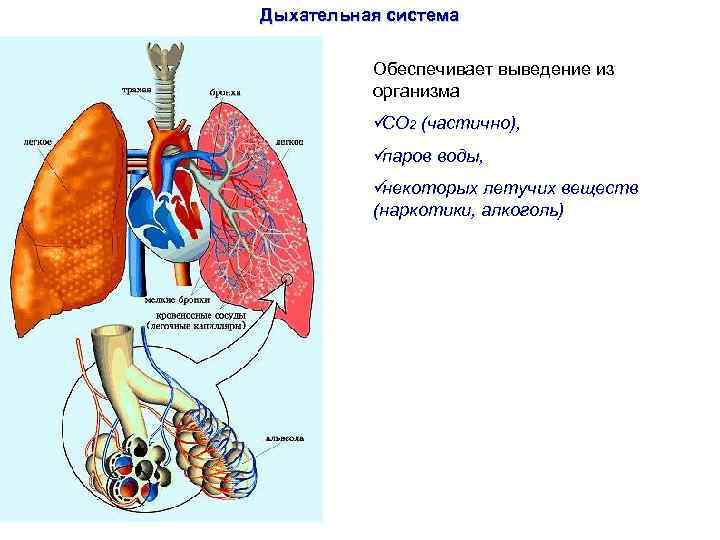 Дыхательная система  Обеспечивает выведение из  организма  ü 2 (частично),  