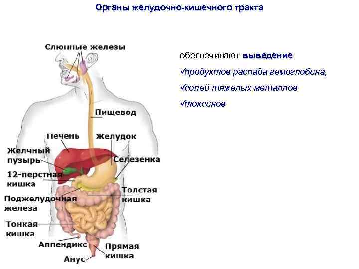 Органы желудочно-кишечного тракта     обеспечивают выведение   üпродуктов распада гемоглобина,