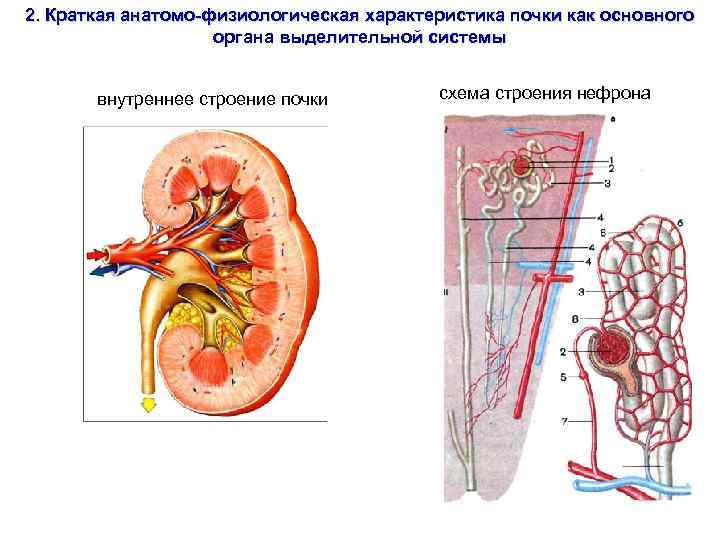 2. Краткая анатомо-физиологическая характеристика почки как основного     органа выделительной системы