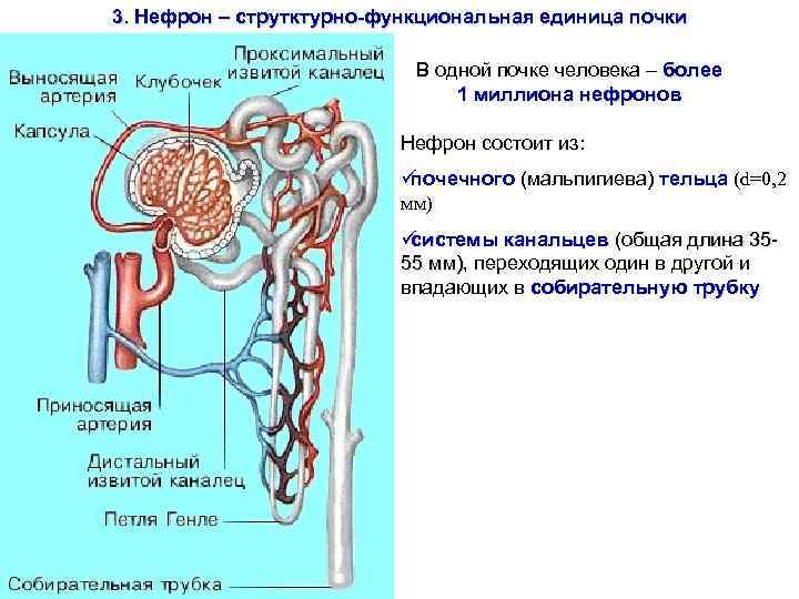 3. Нефрон – струтктурно-функциональная единица почки     В одной почке человека