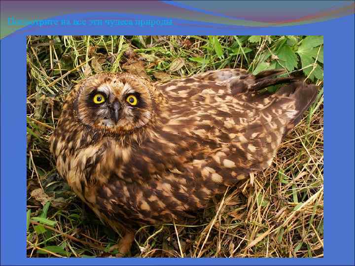 Посмотрите на все эти чудеса природы 