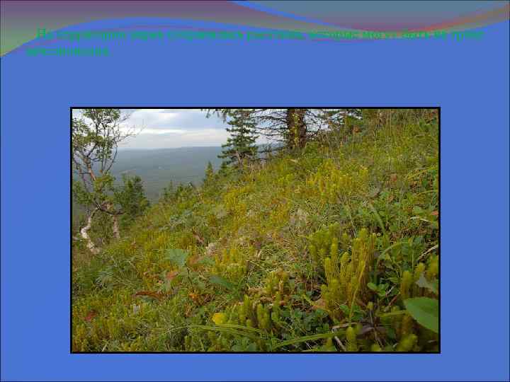  На территории парка сохранились растения, которые могут быть на гране исчезновения. 