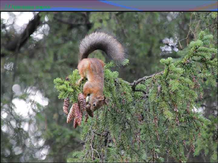 2 Описание парка. 