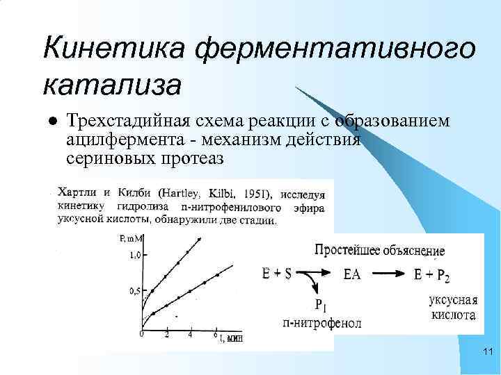 Кинетика ферментативного катализа l  Трехстадийная схема реакции с образованием ацилфермента - механизм действия