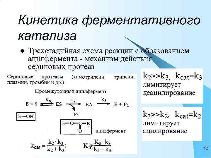 Презентация кинетика ферментативных реакций