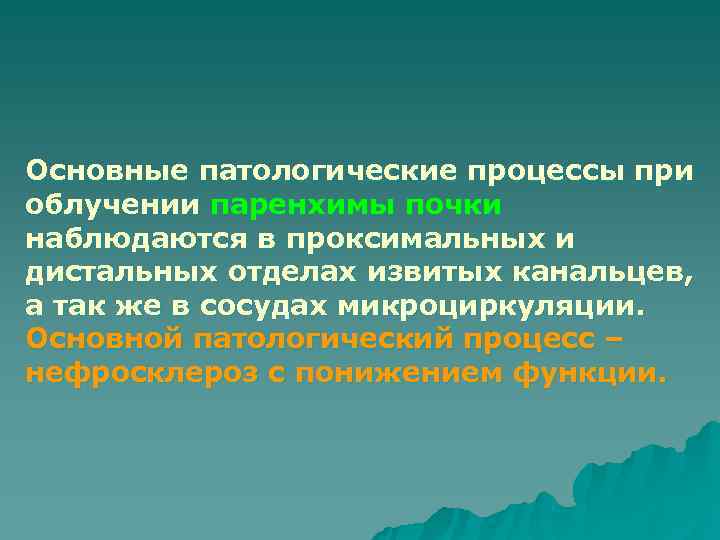 Основные патологические процессы при облучении паренхимы почки наблюдаются в проксимальных и дистальных отделах извитых