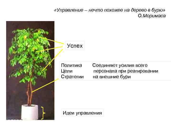  «Управление – нечто похожее на дерево в бурю»     