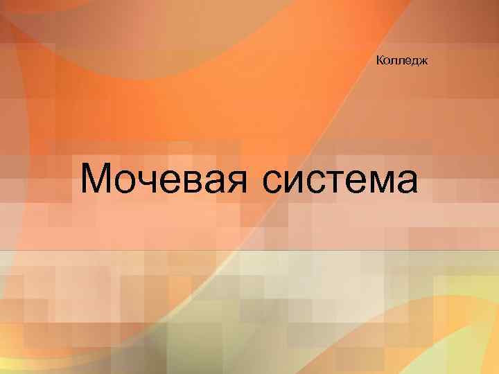    Колледж Мочевая система 