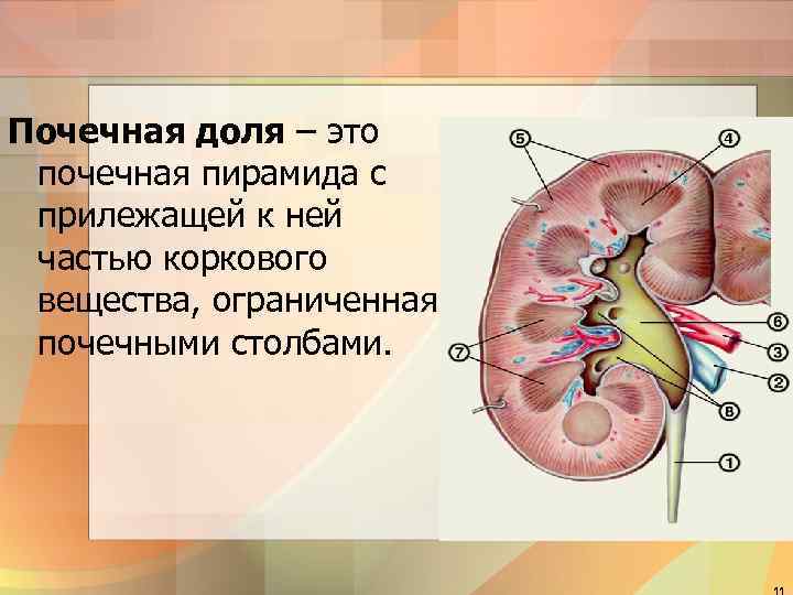 Почечная доля – это почечная пирамида с прилежащей к ней частью коркового вещества, ограниченная