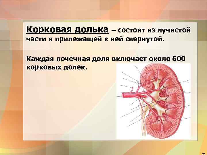 Корковая долька – состоит из лучистой части и прилежащей к ней свернутой.  Каждая