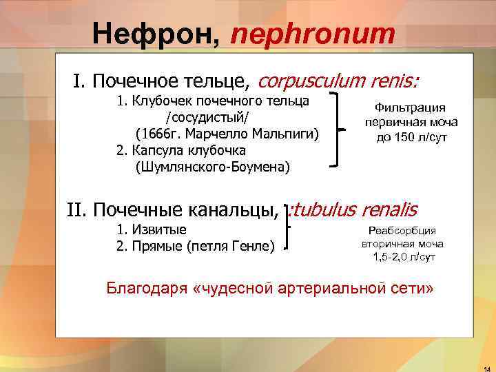  Нефрон, nephronum I. Почечное тельце, corpusculum renis:  1. Клубочек почечного тельца Фильтрация