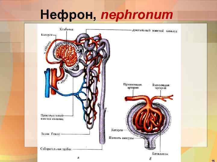Нефрон, nephronum 