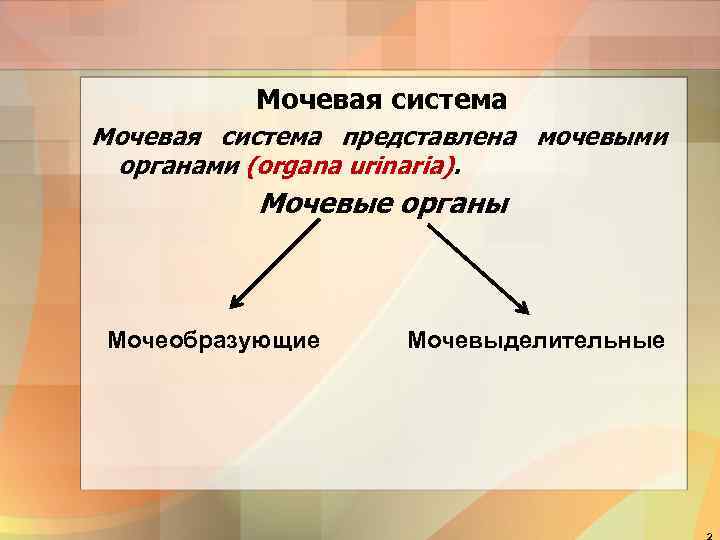    Мочевая система представлена мочевыми органами (organa urinaria).  Мочевые органы Мочеобразующие