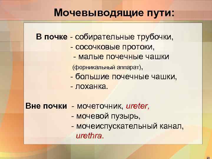  Мочевыводящие пути: В почке - собирательные трубочки,  - сосочковые протоки,  