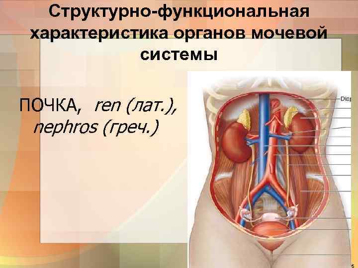   Структурно-функциональная характеристика органов мочевой   системы ПОЧКА, ren (лат. ), 