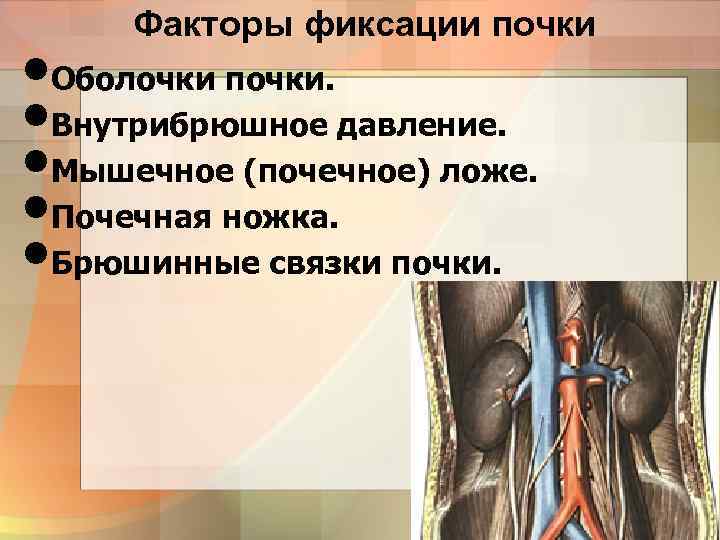  Факторы фиксации почки • Оболочки почки.  • Внутрибрюшное давление.  • Мышечное