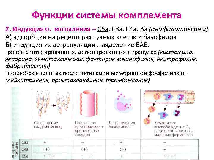   Функции системы комплемента 2. Индукция о. воспаления – С 5 а, СЗа,