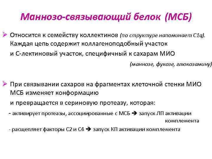  Маннозо-связывающий белок (МСБ) Ø Относится к семейству коллектинов (по структуре напоминает С 1