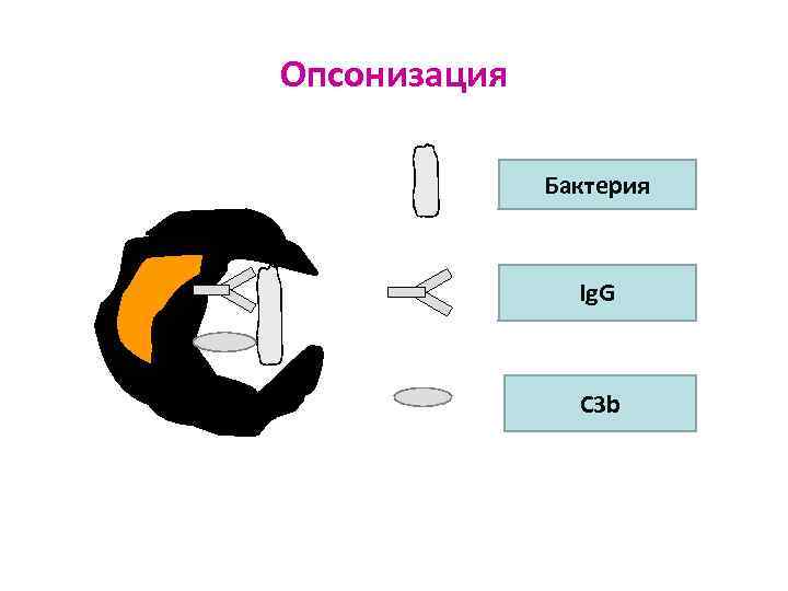 Опсонизация    Бактерия    Ig. G    C