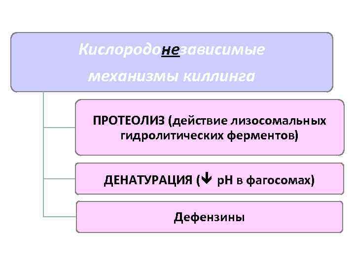 Кислородонезависимые механизмы киллинга  ПРОТЕОЛИЗ (действие лизосомальных гидролитических ферментов) ДЕНАТУРАЦИЯ ( р. Н в