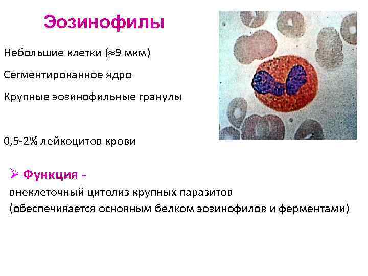  Эозинофилы Небольшие клетки ( 9 мкм) Сегментированное ядро Крупные эозинофильные гранулы  0,