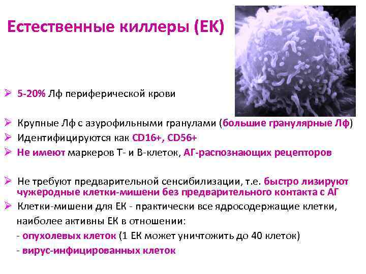 Естественный н. Функции натуральных киллеров иммунология. Естественные киллеры. Естественные киллеры иммунология. Натуральные киллеры.