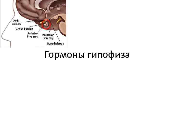 Гормоны гипофиза Гормоны гипофиза