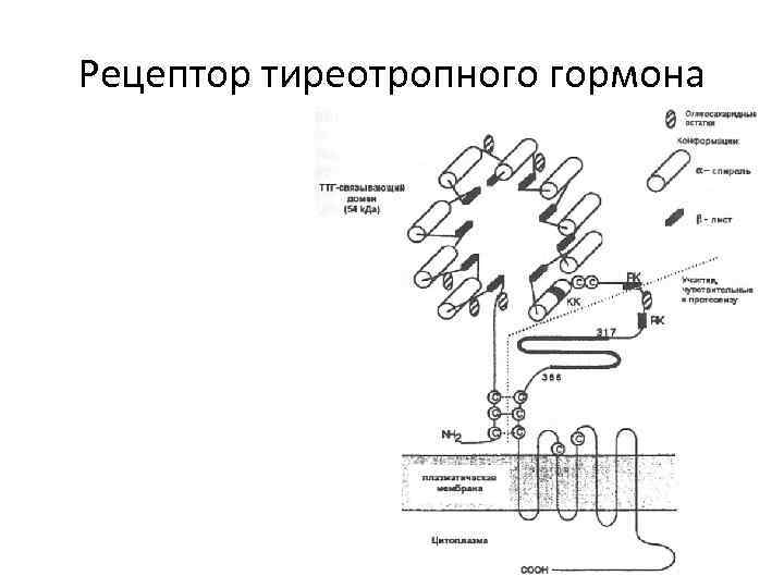 Рецептор тиреотропного гормона Рецептор тиреотропного гормона