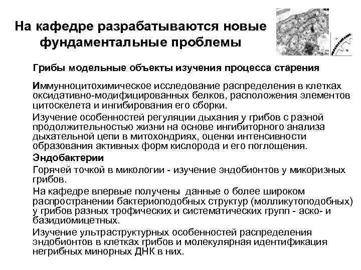 На кафедре разрабатываются новые фундаментальные проблемы Грибы модельные объекты изучения процесса старения На кафедре разрабатываются новые фундаментальные проблемы Грибы модельные объекты изучения процесса старения