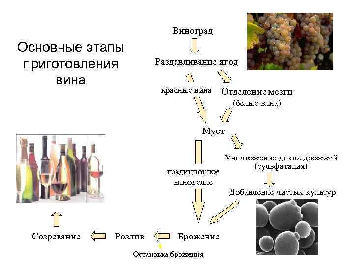 Виноград Основные этапы приготовления Раздавливание ягод Виноград Основные этапы приготовления Раздавливание ягод