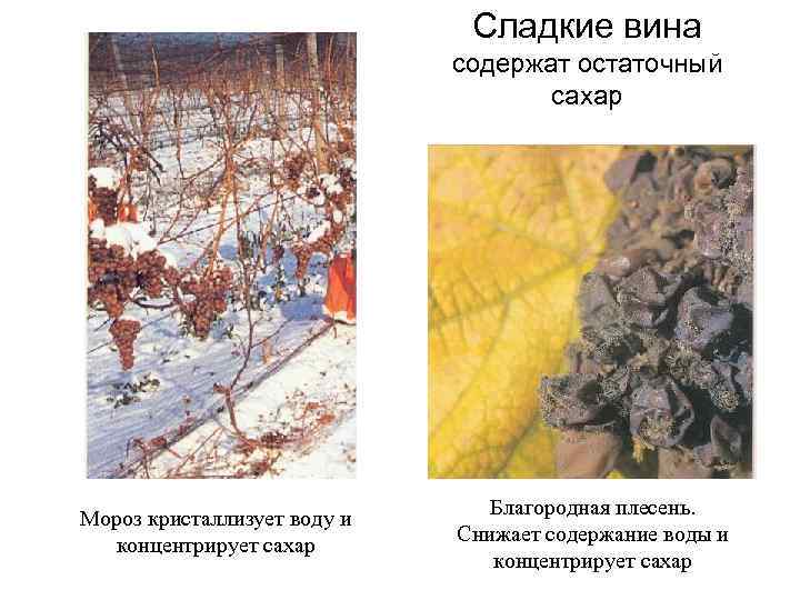 Сладкие вина содержат остаточный Сладкие вина содержат остаточный