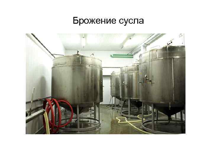 Брожение сусла Брожение сусла