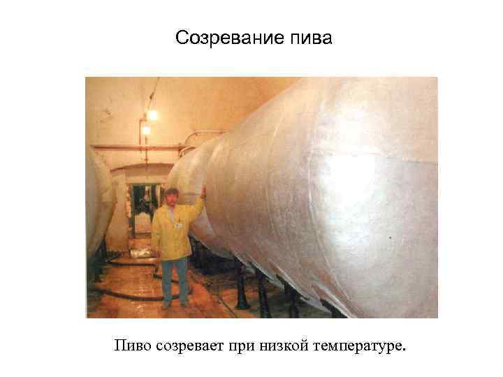 Созревание пива Пиво созревает при низкой температуре. Созревание пива Пиво созревает при низкой температуре.