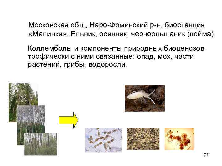 Московская обл. , Наро-Фоминский р-н, биостанция «Малинки» . Ельник, осинник, черноольшаник (пойма) Коллемболы и Московская обл. , Наро-Фоминский р-н, биостанция «Малинки» . Ельник, осинник, черноольшаник (пойма) Коллемболы и