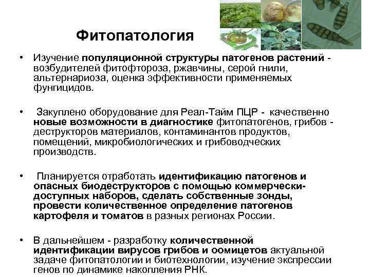 Фитопатология • Изучение популяционной структуры патогенов растений - возбудителей фитофтороза, ржавчины, Фитопатология • Изучение популяционной структуры патогенов растений - возбудителей фитофтороза, ржавчины,
